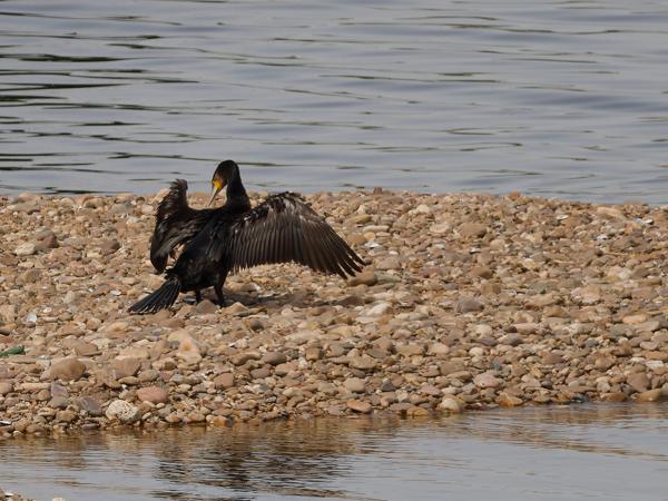 <h3><a href="/trips/extramadura/biota/animalia/chordata/aves/016 suliformes/003 phalacrocoracidae/phalacrocorax carbo/phalacrocorax carbo-nl.html">Phalacrocorax&nbsp;carbo</a> / Great&nbsp;cormorant / Aalscholver</h3>OM-1 Mark II met OLYMPUS M.150-400mm F4.5, 1/2000 sec  bij F4.5, ISO 250, afstand 103&nbsp;m